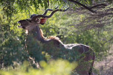 antelope in south africa © Antonie