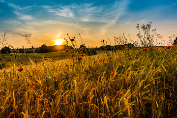 Feld vor aufgehender Sonne