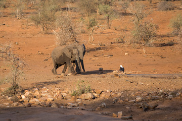 Fototapeta premium young elephants playing with eagle