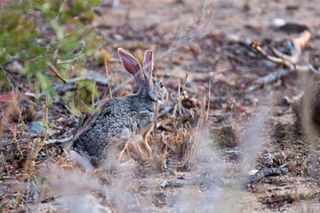 rabbit