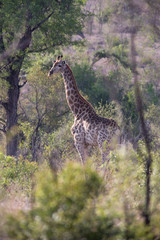 giraffe in african bush