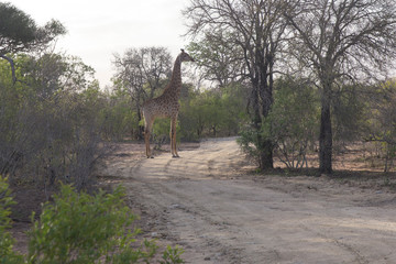 giraffe in african bush