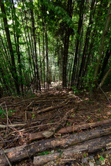 The beautiful and wild landscapes found in Buila Vanturarita National Park