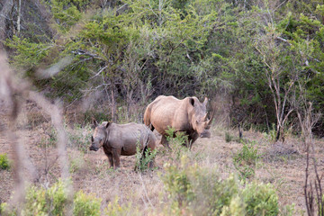 Fototapeta premium mama rhino wiht pubert