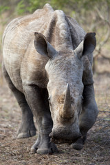 rhino heads