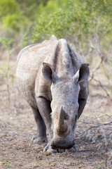 Fototapeta premium rhino heads