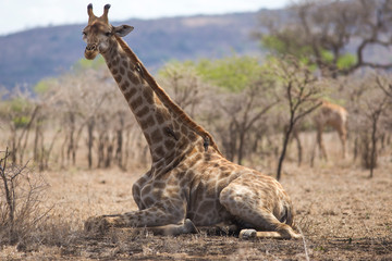 giraffe in south africa