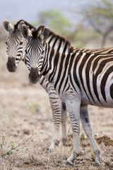 zebras in south africa