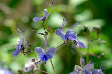 Fototapeta na wymiar Rotheca myricoides blue flowering plant, group of flowers on shrub branches in bloom