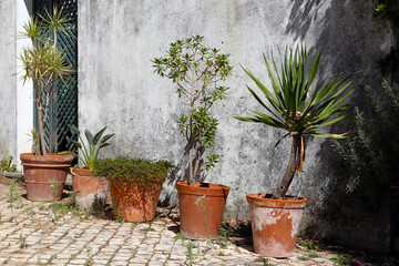 Old shabby pots with home plants on the street