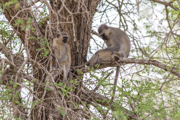 monkeys in tree tops