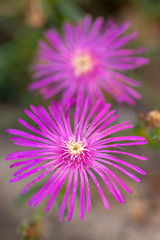 Fototapeta premium Delosperma cooperi small creeping pink purple violet flowering plant, flowers in bloom
