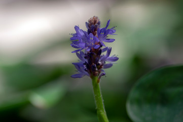 Pontederia cordata monocotyledonous aquatic flowering plant, violet purple small flower on stem in bloom