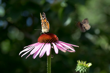 Vanessa cardui sitting on Echinacea purpurea flowering plant, eastern purple coneflower in bloom
