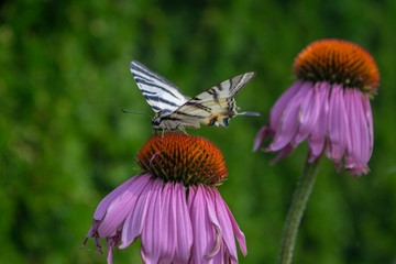 Scarce swallowtail on Echinacea purpurea flowering plant, eastern purple coneflower in bloom