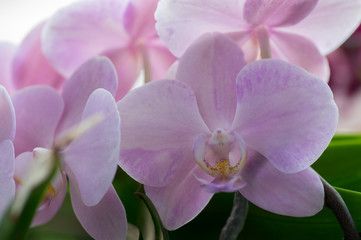 Naklejka na ściany i meble Beautiful group of white and pink orchid flowers in bloom with buds, indoor phalaenopsis