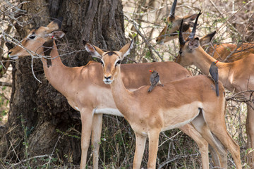 South Africa, impalas with birds