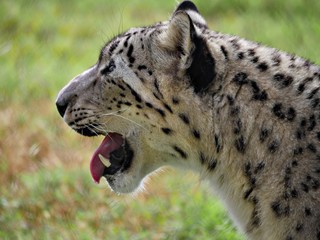 Semi-side view close up of the head of a snow leopard with its tongue and fangs showing.