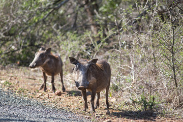 South Africa, 2 warthogs