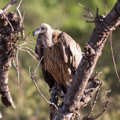 South Africa, vulture
