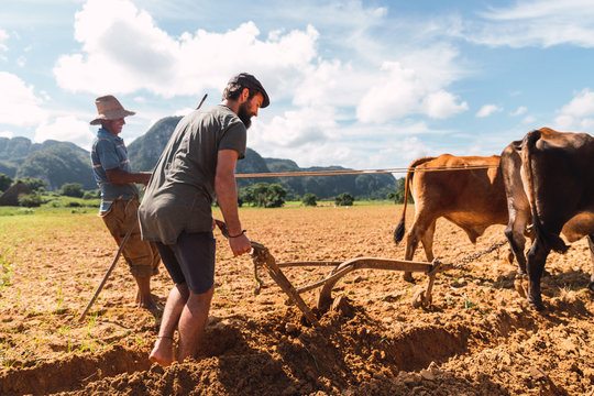 Men cultivating soil with plough and oxen in sunny day