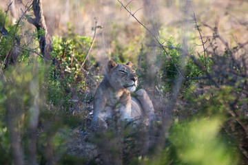 South Africa, female lion smelling something