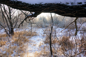 Winter landscape. Fresh snow lies on the dry grass on a Sunny day. The sun is shining from behind the trees