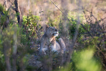 South Africa, female lion smelling something