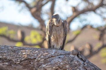 South Africa, sitting vulture
