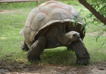 Medium close up of the head of an Aldabra Tortoise crawling on the ground.