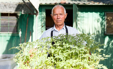 Senior gardener with seedlings