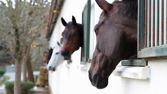 Horses in the stables
