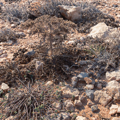 Dried plants on the rocky Mediterranean coast in the vicinity of Protaras, Cyprus. Summer Sunny day of August.