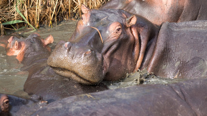 South Africa, happy hippo