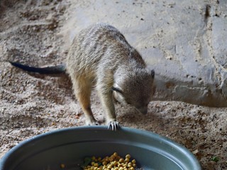 A  meerkat holds a piece of food in its claw ready to eat