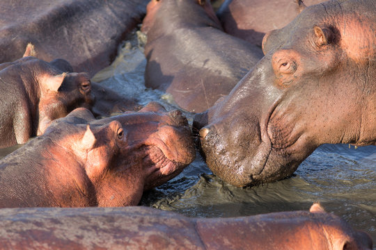hippos kissing