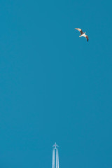 Seagull flying together with an airliner