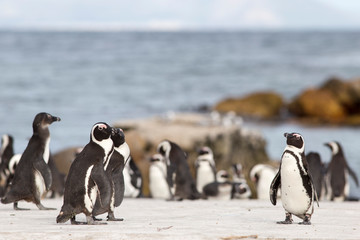 Obraz premium penguins on the coast