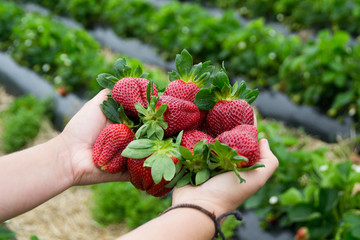 Seasonal fruit / harvest concept. Hands holding a big red juicy strawberries in the strawberry field of organic berry farm. Strawberry plants on background. Summer fruit. Bay of Plenty, New Zealand