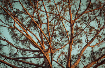  branches of a large tree lit by the sun of a summer sunset