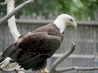 Medium close up of a bald eagle perched on a branch of a tree