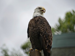 Medium wide shot of a bald eagle perched on top of a post outdoors