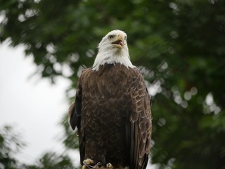 Bald eagle perched on a post, with its mouth open