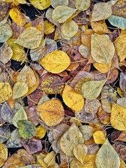 Autumn leaves - 239380094