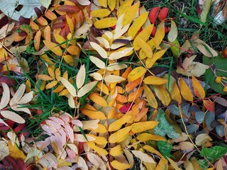 Autumn leaves - 239380214