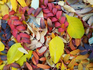 Autumn leaves - 239380259