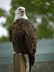 Medium close up of a bald eagle perched on a post, with blurred background