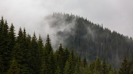 Obraz premium One of the last virgin forests in Europe are located in Romania. They are of a rare beauty, but the authorities don't do that much to protect them.