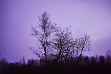 Fototapeta na wymiar Trees and pink sky - Image