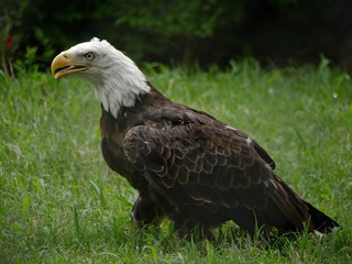 Medium wide shot of a bald eagle standing sideways in the grass